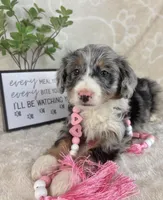 Brielle, a female Miniature Bernedoodle for sale in Greenwood, IN – Photo 5 of 7