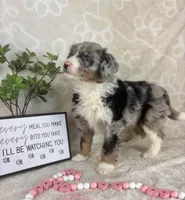 Brielle, a female Miniature Bernedoodle for sale in Greenwood, IN – Photo 2 of 7