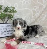 Brielle, a female Miniature Bernedoodle for sale in Greenwood, IN – Photo 1 of 7