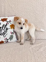 Hattie, a male Australian Cattle Dog for sale in Indianapolis, IN – 2 of 4