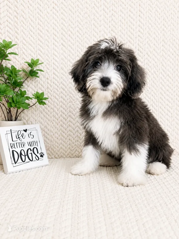Avery – Miniature Aussiedoodle puppy for sale in Greenwood, IN