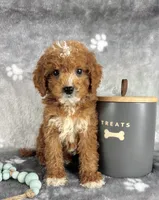 Griffin, a male Miniature Goldendoodle for sale in Greenwood, IN – Photo 3 of 6