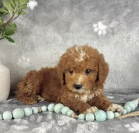 Griffin, a male Miniature Goldendoodle for sale in Greenwood, IN – Photo 2 of 6