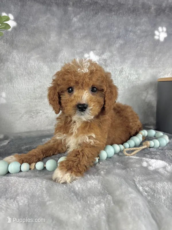 Griffin, a male Miniature Goldendoodle for sale in Greenwood, IN – Photo 1 of 6