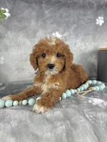 Griffin, a male Miniature Goldendoodle for sale in Greenwood, IN – Photo 1 of 6