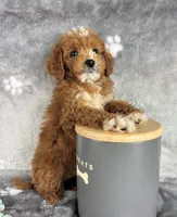 Griffin, a male Miniature Goldendoodle for sale in Greenwood, IN – Photo 4 of 6