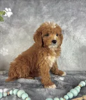 Griffin, a male Miniature Goldendoodle for sale in Greenwood, IN – Photo 5 of 6