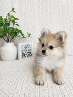 Teddy, a male Pomeranian for sale in Greenwood, IN – 3 of 3
