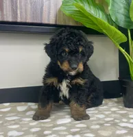 Basil, a female Miniature Bernedoodle for sale in Greenwood, IN – 2 of 6