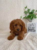 Murphy, a male Cavapoo for sale in Greenwood, IN – 4 of 6