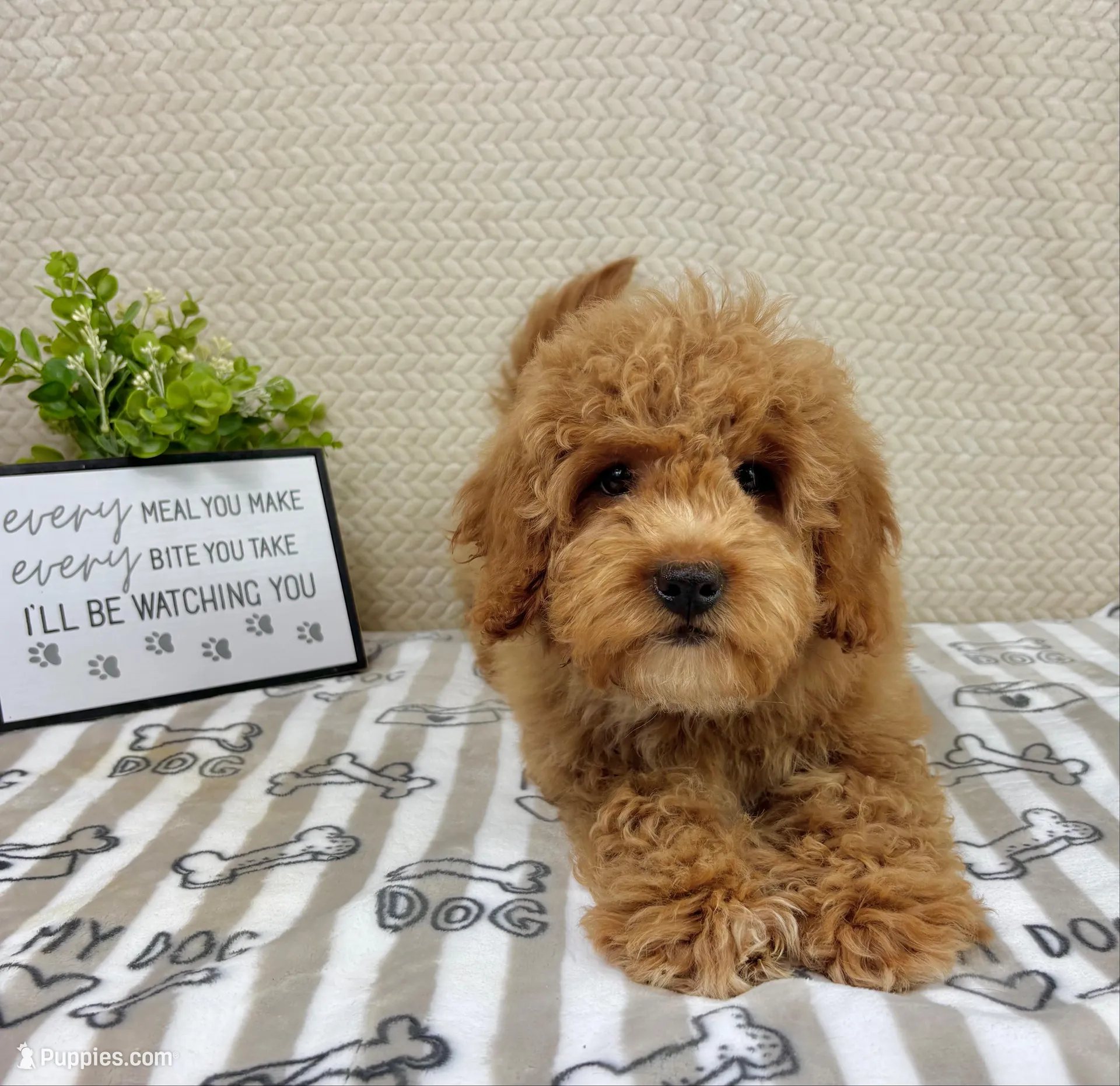 Milo – Miniature Goldendoodle puppy for sale in Greenwood, IN