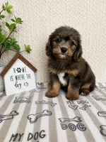 Arlo, a male Miniature Aussiedoodle for sale in Greenwood, IN – 4 of 5