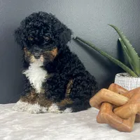 Bambi , a female Miniature Bernedoodle for sale in Greenwood, IN – 3 of 5