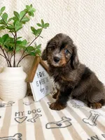 Arlo, a male Miniature Aussiedoodle for sale in Greenwood, IN – 5 of 5