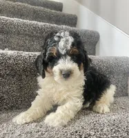 Baylor, a male Miniature Bernedoodle for sale in Greenwood, IN – 4 of 5