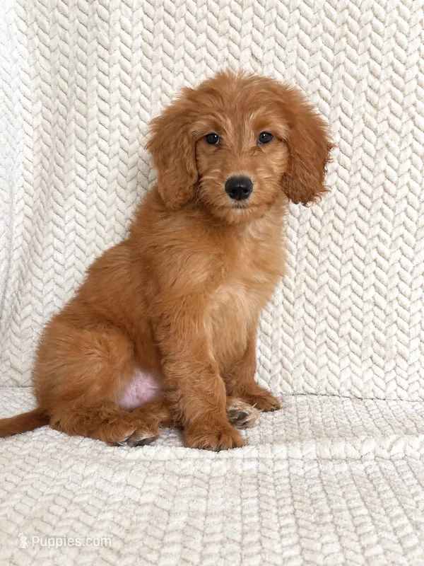 Briggs – Miniature Goldendoodle puppy for sale in Franklin, IN