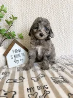 Aspen, a female Miniature Aussiedoodle for sale in Greenwood, IN – 4 of 5