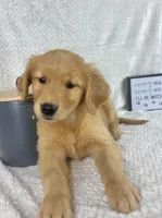 Rosie, a female Golden Retriever for sale in Greenwood, IN – 2 of 5