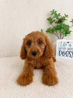 Murphy, a male Cavapoo for sale in Greenwood, IN – 1 of 6