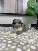 Bonnie, a female Miniature Bernedoodle for sale in Greenwood, IN – 7 of 7
