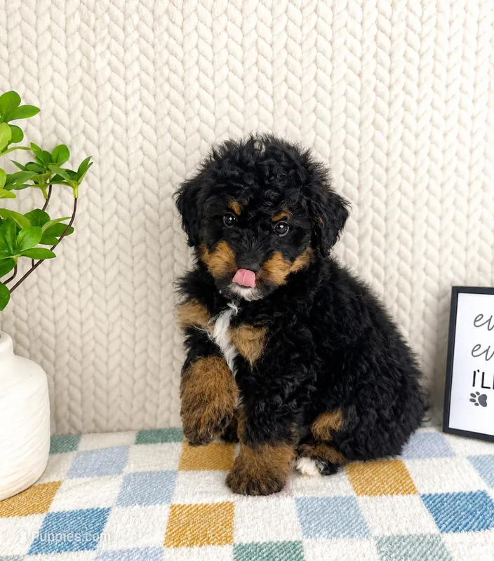 Basil – Miniature Bernedoodle puppy for sale in Greenwood, IN