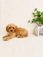 Milo, a male Cavapoo for sale in Greenwood, IN – 4 of 4