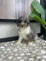 Bonnie, a female Miniature Bernedoodle for sale in Greenwood, IN – 6 of 7