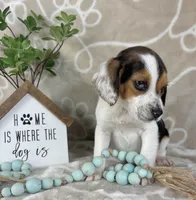 Ellis, a male Beagle for sale in Greenwood, IN – Photo 2 of 7