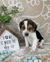 Ellis, a male Beagle for sale in Greenwood, IN – Photo 5 of 7