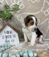 Ellis, a male Beagle for sale in Greenwood, IN – Photo 6 of 7