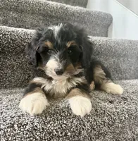 Brody, a male Miniature Bernedoodle for sale in Greenwood, IN – 4 of 5