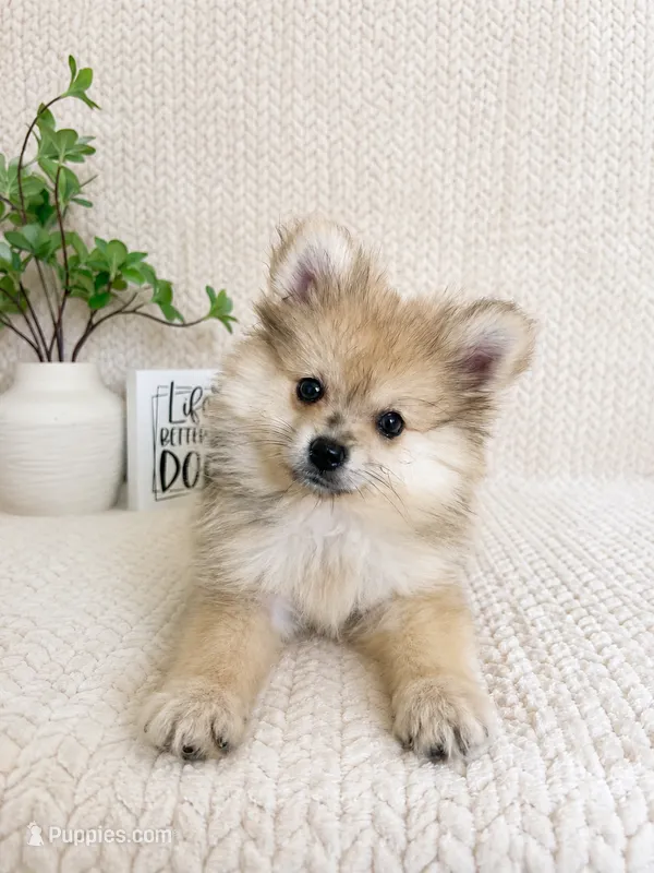 Teddy – Pomeranian puppy for sale in Greenwood, IN