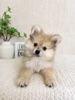 Teddy, a male Pomeranian for sale in Greenwood, IN – 1 of 3