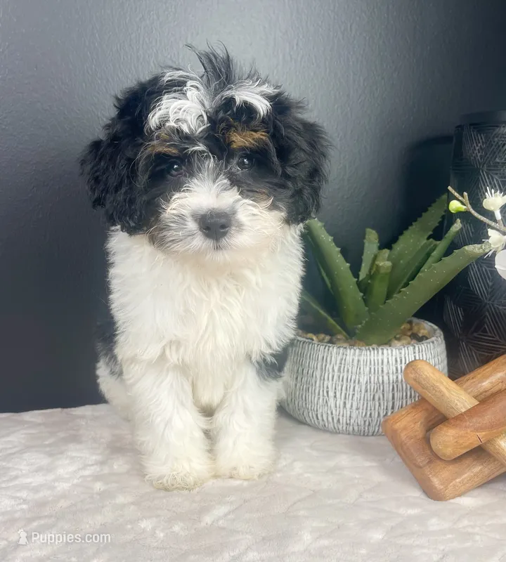  Brielle – Miniature Bernedoodle puppy for sale in Greenwood, IN