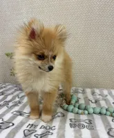 Scooter, a male Pomeranian for sale in Greenwood, IN – Photo 2 of 7