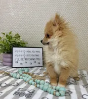 Scooter, a male Pomeranian for sale in Greenwood, IN – Photo 7 of 7