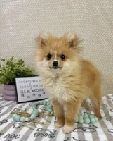 Scooter, a male Pomeranian for sale in Greenwood, IN – Photo 5 of 7
