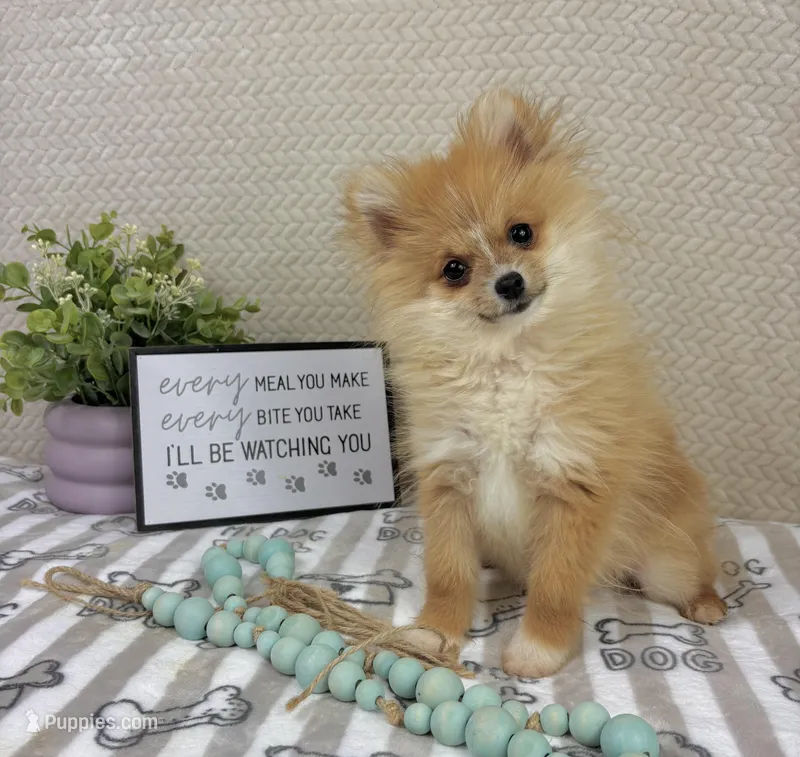 Scooter – Pomeranian puppy for sale in Greenwood, IN
