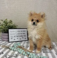 Scooter, a male Pomeranian for sale in Greenwood, IN – Photo 6 of 7