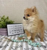 Scooter, a male Pomeranian for sale in Greenwood, IN – Photo 4 of 7