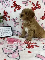 Maisie, a male Miniature Goldendoodle for sale in Greenwood, IN – Photo 7 of 9