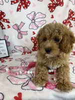 Maisie, a male Miniature Goldendoodle for sale in Greenwood, IN – Photo 5 of 9