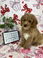 Maisie, a male Miniature Goldendoodle for sale in Greenwood, IN – Photo 6 of 9