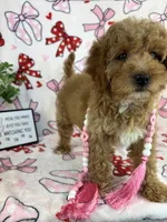 Maisie, a male Miniature Goldendoodle for sale in Greenwood, IN – Photo 2 of 9