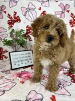 Maisie, a male Miniature Goldendoodle for sale in Greenwood, IN – Photo 4 of 9