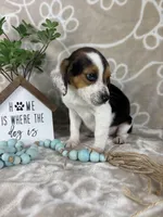 Ellis, a male Beagle for sale in Greenwood, IN – Photo 6 of 6