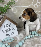 Ellis, a male Beagle for sale in Greenwood, IN – Photo 3 of 6