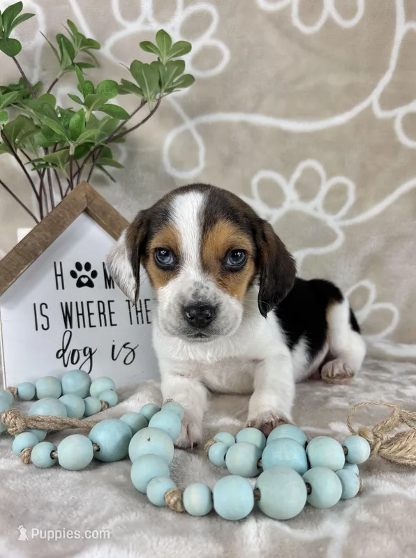 Ellis, a male Beagle for sale in Greenwood, IN – Photo 1 of 6