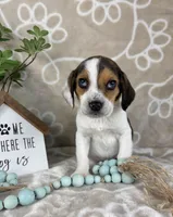 Ellis, a male Beagle for sale in Greenwood, IN – Photo 2 of 6