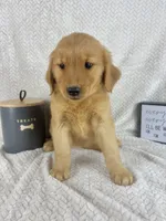 Ruby, a female Golden Retriever for sale in Greenwood, IN – 4 of 6